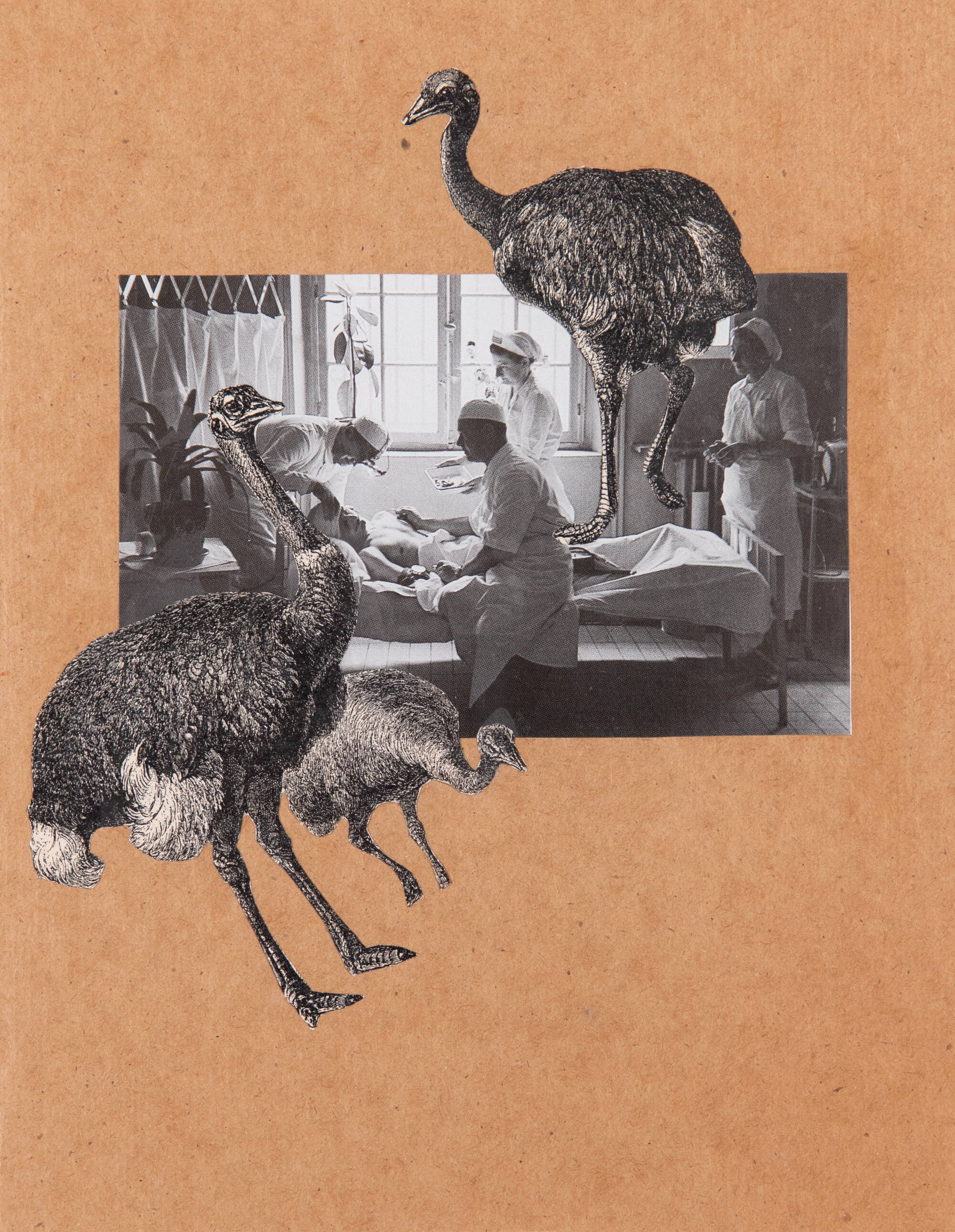 Black and white collage on brown paper. Image are a hospital scene surrounded by ostriches.